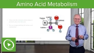 Amino Acid Metabolism Introduction – Biochemistry  Lecturio [upl. by Breana]