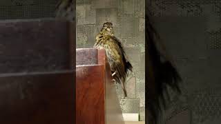 Дрозд после купания Turdus philomelos song thrush birds birdsounds nature birdslover [upl. by Nortyad695]