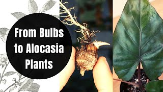 How to Propagate and GROW Alocasia Plants from CORMS BULBS  Repot with me  Plant Update [upl. by Dajma367]