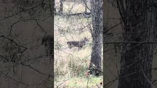 Buck cruising around on public land whitetaildeer publiclandwhitetails [upl. by Siramaj107]