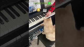 Cute funny cat playing piano [upl. by Aytida]