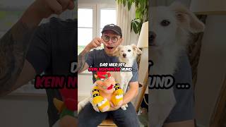 Was ist die BESTE Konsole nintendo playstation xbox hund vlog [upl. by Kostival484]