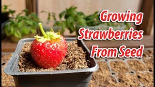 How To Growing Strawberries From Seeds 2019 [upl. by Ariadne]