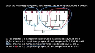 Paraphyletic groups vs Monophyletic groups [upl. by Zsolway]