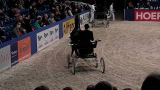 Manno  Dutch Harness Horse [upl. by Lehpar]