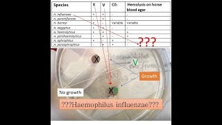 variety of Haemophilus species identification on basis of X VXV Blood agar and Xylose test [upl. by Ellingston491]