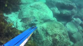 Spearfishing the South Coast NSW [upl. by Mcleroy]