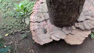 Ganoderma lucidum ganoderma fungalbiodiversity mushroom [upl. by Gnemgnok]