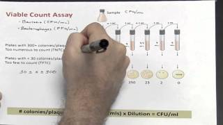 Dilutions  Part 3 of 4 Calculating Colony Forming Unitsml [upl. by Eiuqcaj]