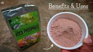 A Complete Guide On Using Rock Phosphate Fertilizer For Plants 10 Magical Benefits [upl. by Jadda]