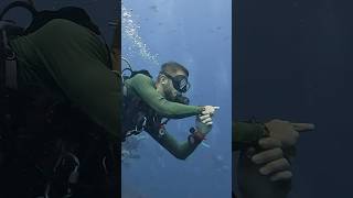 Scuba Diving with Remora dive shark ocean underwater underwaterlife [upl. by Dloreg]