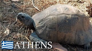 Marginated tortoises Testudo marginata 🇬🇷 Athens Greece  v111 [upl. by Aixela545]