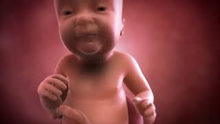 Your baby at 40 weeks  Weekbyweek pregnancy  MadeForMums [upl. by Ayar]