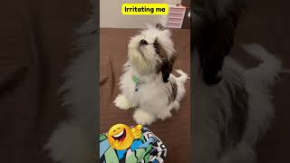 Teddy Gets Irritated 😠 by Sound doglover [upl. by Abey947]