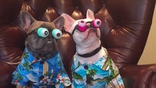 Funniest French Bulldogs 🤣  BEST Compilation 2023 [upl. by Iatnohs805]