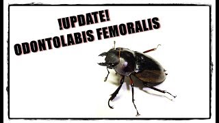 5 Update Odontolabis femoralis  First Adults  Die ersten Käfer [upl. by Oidacra745]