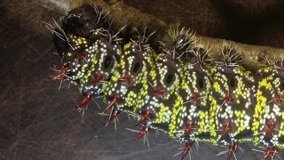 Gonimbrasia zambesina  Mopane worm going towards pupation [upl. by Noswal226]