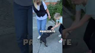 Der emotionale Moment als dieser Hund seine Besitzer nach einem Jahr wiedererkennt 🐶💖 [upl. by Eahsal590]