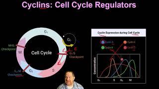 20 Cell Cycle Control and Cancer [upl. by Uon794]