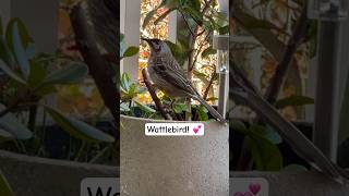 Incredible Wattlebird Sounds Have YOU ever met one [upl. by Iron]