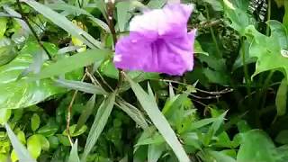 Ruellia brittoniana Purple Showers  Mexican petunia  how to propagate [upl. by Ninaj]