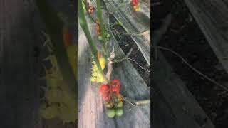 Cherry tomato plant performance [upl. by Nauqed181]