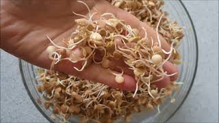 How to Sprout Lentils  Cheap Easy and Quick Method [upl. by Dianne]