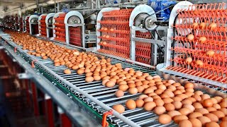 COMO se PRODUCEN 100000 MILLONES de HUEVOS de GALLINA anualmente en Estados Unidos🥚 [upl. by Parshall]