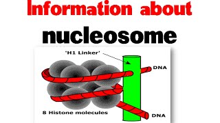 Nucleosome and histones  Nucleosome structure [upl. by Littell]