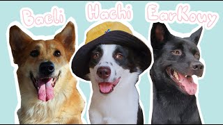 Hachi Family dog doglover home rurallife [upl. by Oker514]