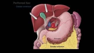 Peritoneum tutorial [upl. by Maurita]