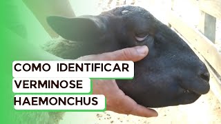 Verminose em caprinos e ovinos como identificar o verme Haemonchus em Ovinos   PAPEIRA [upl. by Salli53]