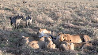 Hyenas can only wait and watch as a lion pride feeds [upl. by Mandel481]