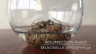 Resurrection Plant  Rose of Jericho time lapse DaphDraws [upl. by Ariajay]