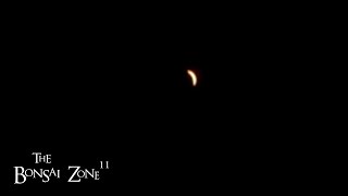 Late Repotting During a Solar Eclipse The Bonsai Zone April 2024 [upl. by Bohrer]