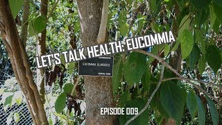 Eucommia Plant History and Health Effects [upl. by Standice]