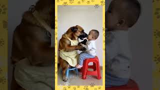 ADORABLE DOGS AND BABY quotcuteanimals funnyanimals shortsvideos viralvideo pets [upl. by Ursola312]