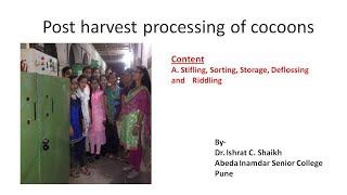 PostHarvest Processing of Cocoons [upl. by Ahtram]