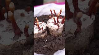 कितने दिन में कैसे तैयार होती है Ganoderma Mushroom Mushroom Farming  viral Shorts [upl. by Ytak]