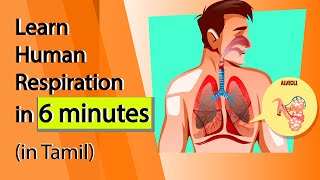 Human Respiration Animation Mechanism of Breathing  Exchange of Gases  NCERT class11 [upl. by Novad827]