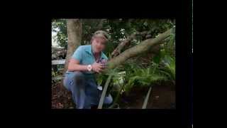 Planting A Shaded Garden Around A Garden Bench [upl. by Sholem]