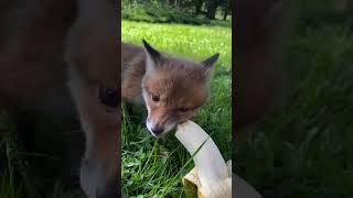 Zorrito comiendo banana  Fox eating banano [upl. by Enelaehs516]