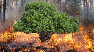 The secret of the carob tree few know it  το μυστικό της χαρουπιάς [upl. by Killigrew]