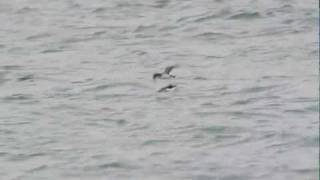 Manx Shearwater Isle of Man Dslr video [upl. by Irwin615]