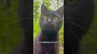 Cats on the farm🤣🤣 shortvideo cat mycatchannel funny petschannel yourcat catchannel yourpet [upl. by Searcy]