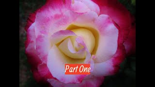 How to Prune a Hybrid Tea Rose  Part One of Three by The Gardening Tutor  Mary Frost [upl. by Yadsendew331]