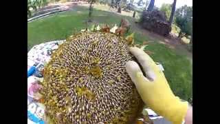 HowTo Harvest Sunflower Seeds [upl. by Cioffred129]