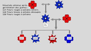 EX BRASSAGE FLEURS 2° version [upl. by Trill]