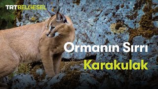 Ormanın Sırrı Karakulak  TRT Belgesel [upl. by Rhee]