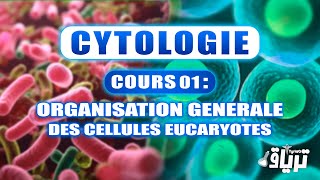 CYTOLOGIE 1ère année  Organisation Générale des Cellules Eucaryotes [upl. by Assili]